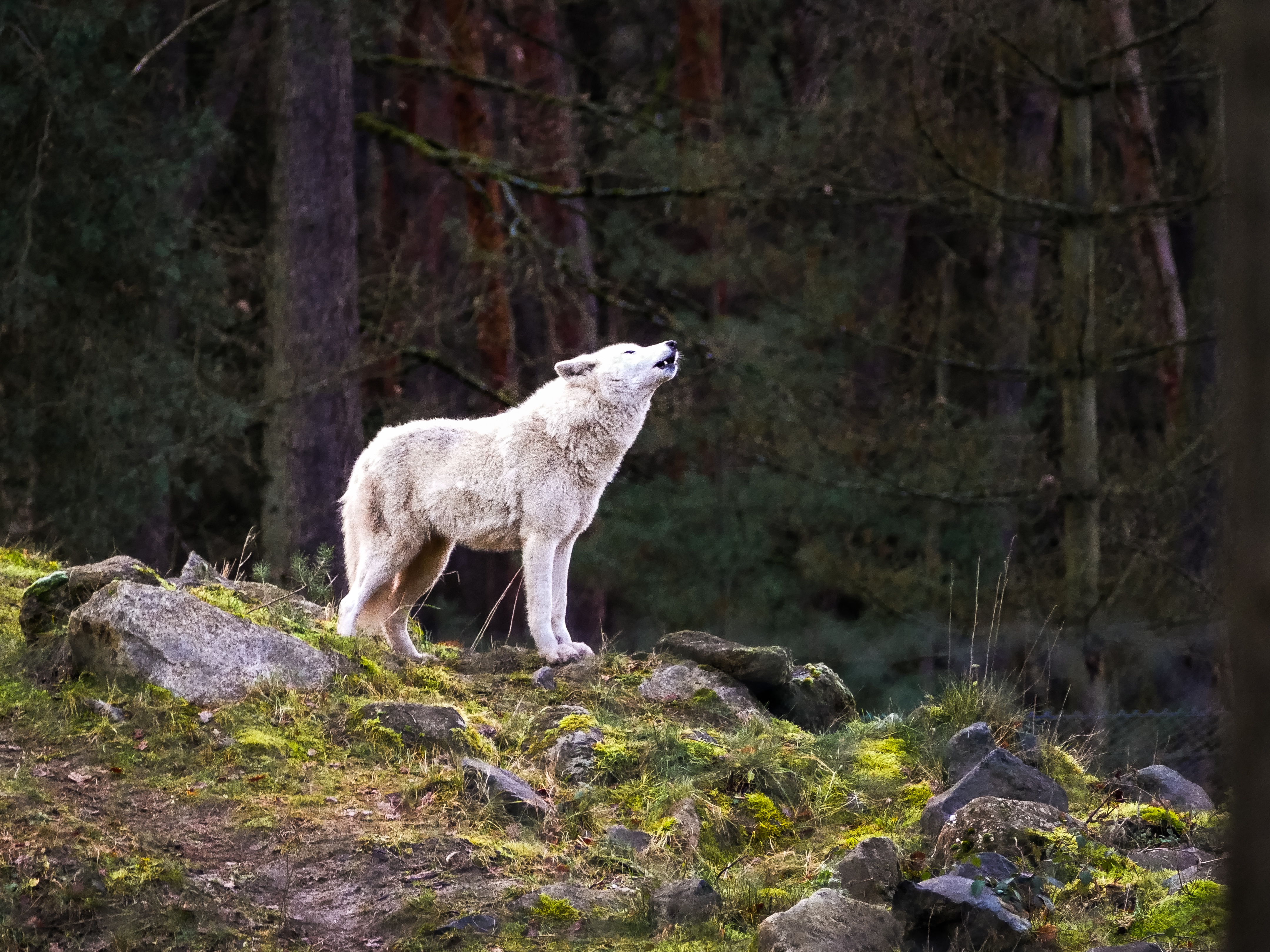 Wolfsheulen – warum heulen Wölfe und heulen?