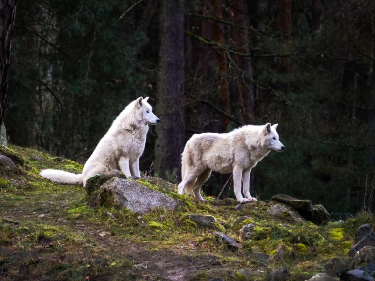 Wolfsheulen warum heulen Wölfe und können Hunde auch heulen?